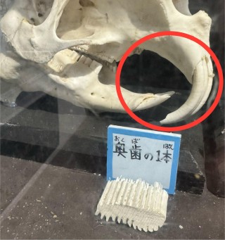 カピバラ　齧歯目　不正咬合