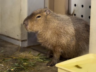 カピバラ　噛み合わせ　不正咬合