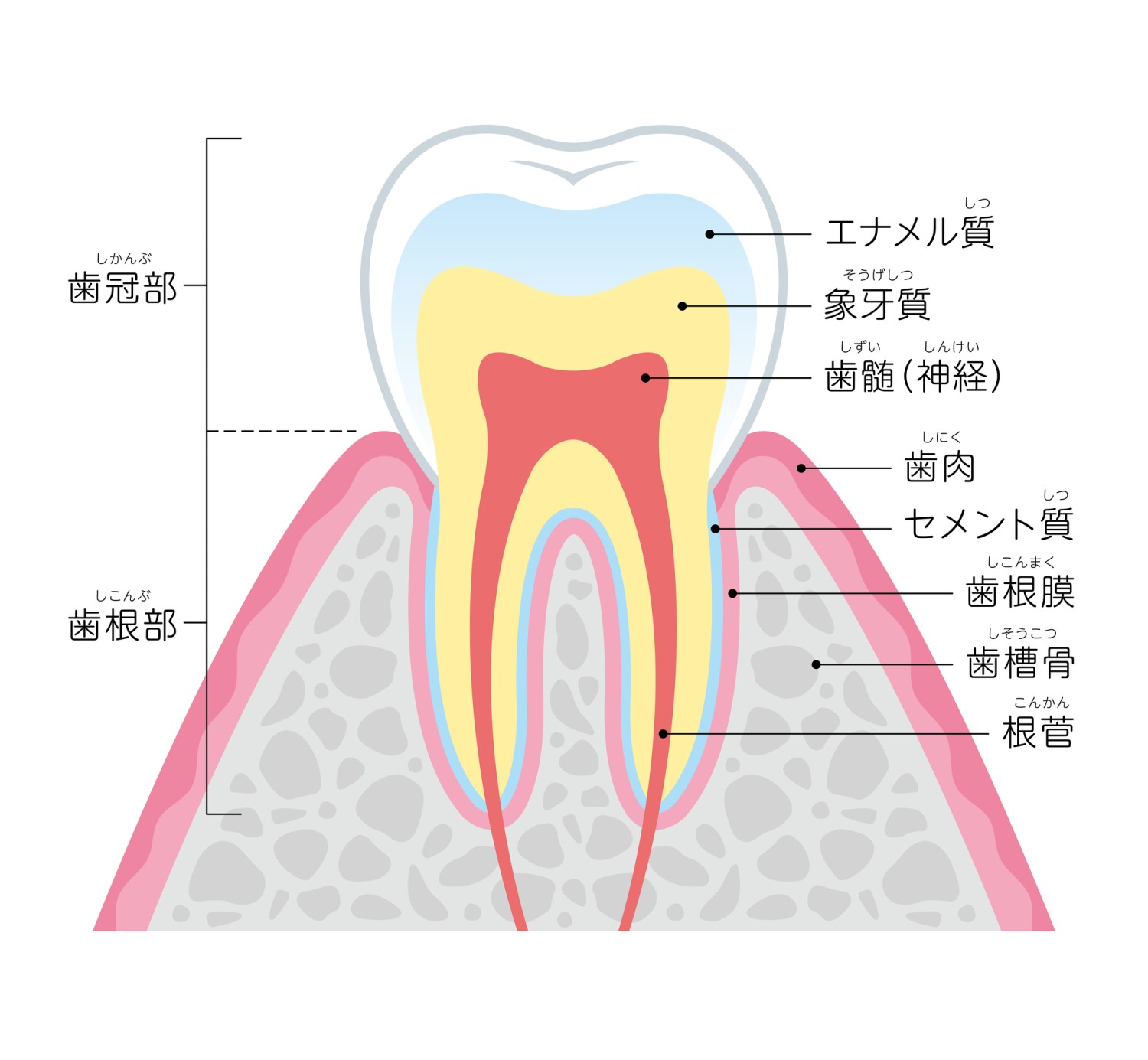 仮歯　矯正治療　差し歯
歯槽骨　歯根膜