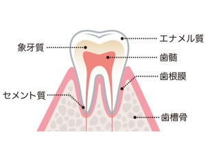 ワイヤー矯正　ブラケット　リンガル　ラビアル