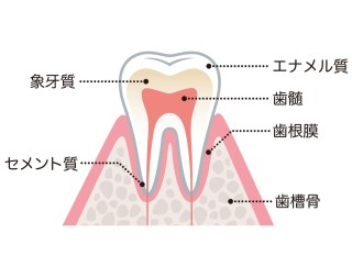 歯茎が腫れる原因