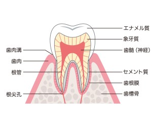 歯科衛生士オススメ矯正用歯ブラシ