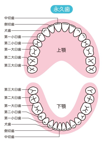 夢占い　歯　抜ける