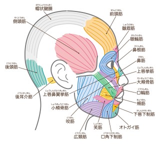 噛みしめ