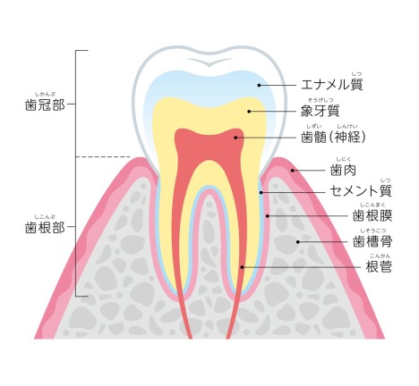 差し歯　インプラント　矯正　できる　できない　歯列矯正　