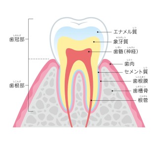 噛みしめ