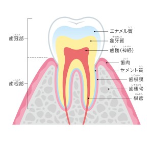 歯科　矯正　期間　目安　平均