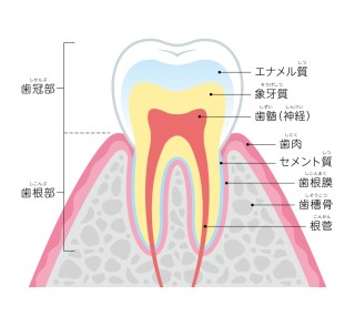 歯科　矯正　期間　目安　平均