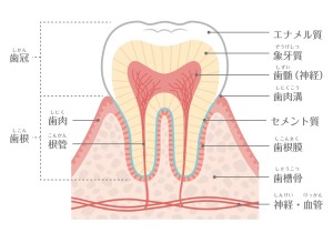 歯　欠ける　原因　対処