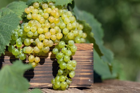 ワインはブドウから作られる　ワインで歯が溶ける　酸蝕症